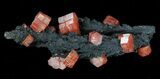 Red Vanadinite Crystals on Manganese Oxide - Morocco #38513-1